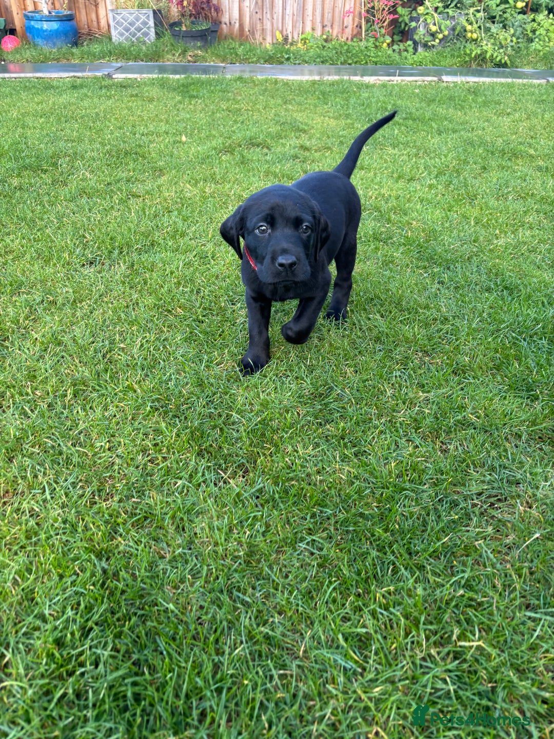 Mixed Breed dogs for sale: Black lab X GSP puppy 1 male remaining  - Advert 9