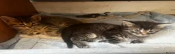 Maine Coon cats for sale: Maincoone x Norwegian forest kittens - Advert 17