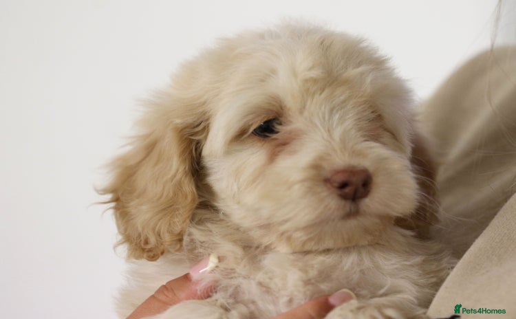 Cockapoo dogs - Advert 12