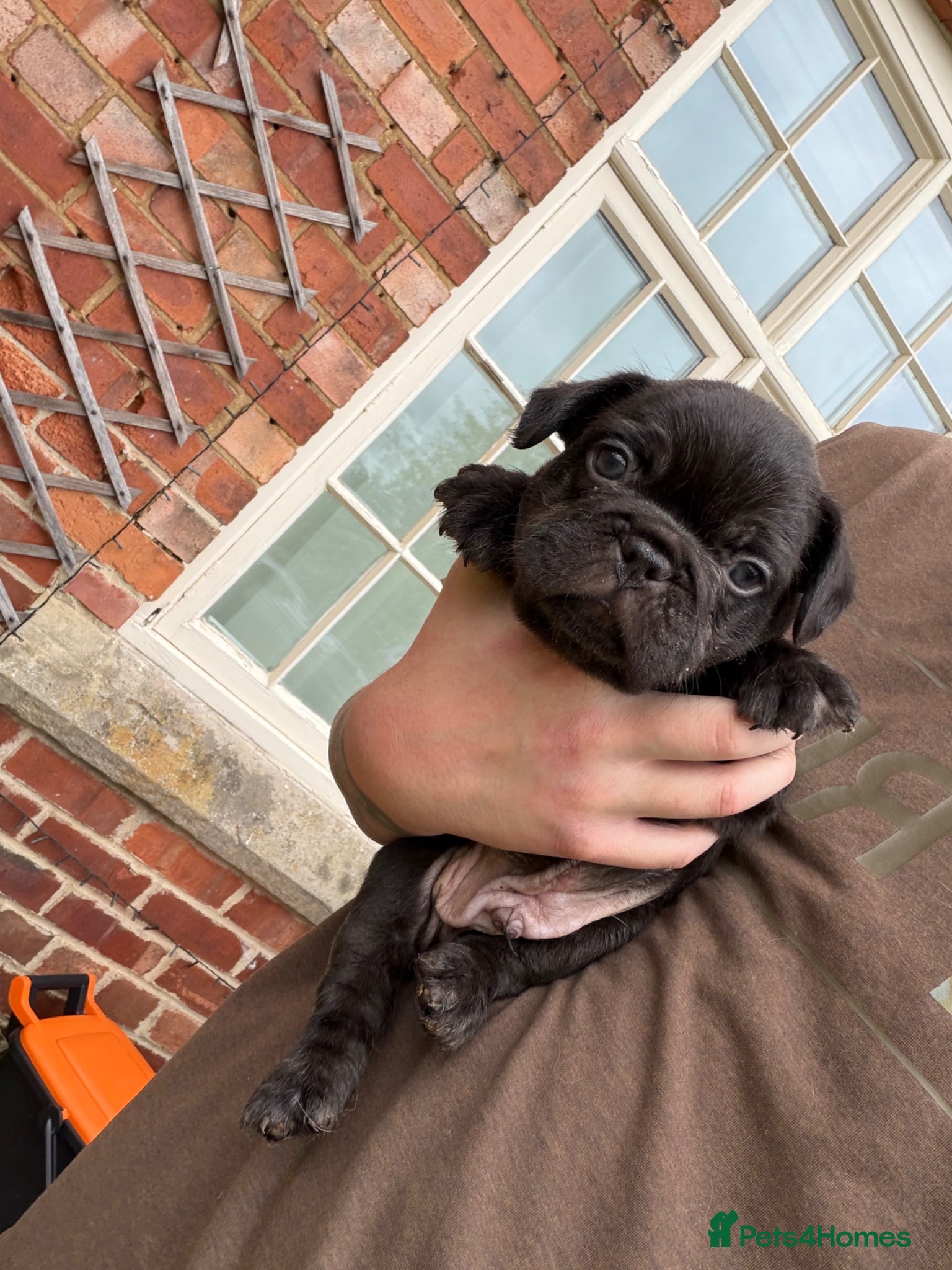 French Bulldog dogs for sale: **Beautiful French Bulldog Puppies** - Advert 5