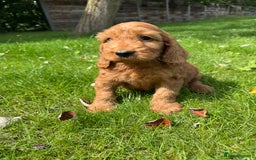 Cockapoo dogs for sale: BEAUTIFUL RED F1 COCKAPOO’S HEALTH TESTED PARENTS  - Image 1