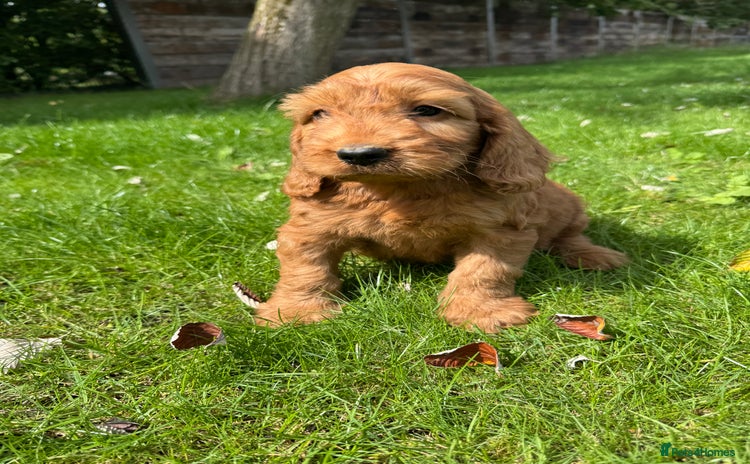 Cockapoo dogs - Advert 13