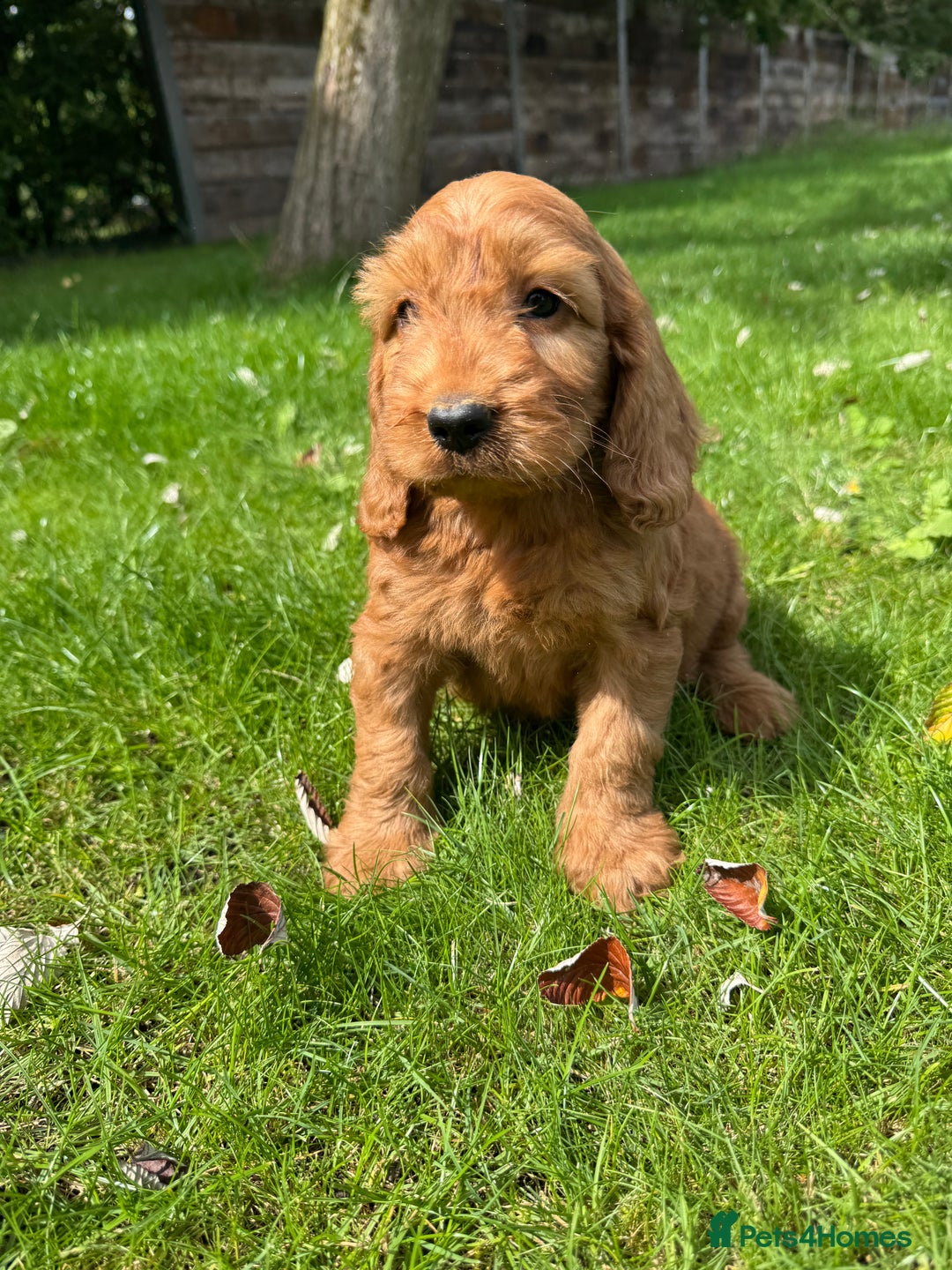 Cockapoo dogs for sale: BEAUTIFUL RED F1 COCKAPOO’S HEALTH TESTED PARENTS  - Image 1