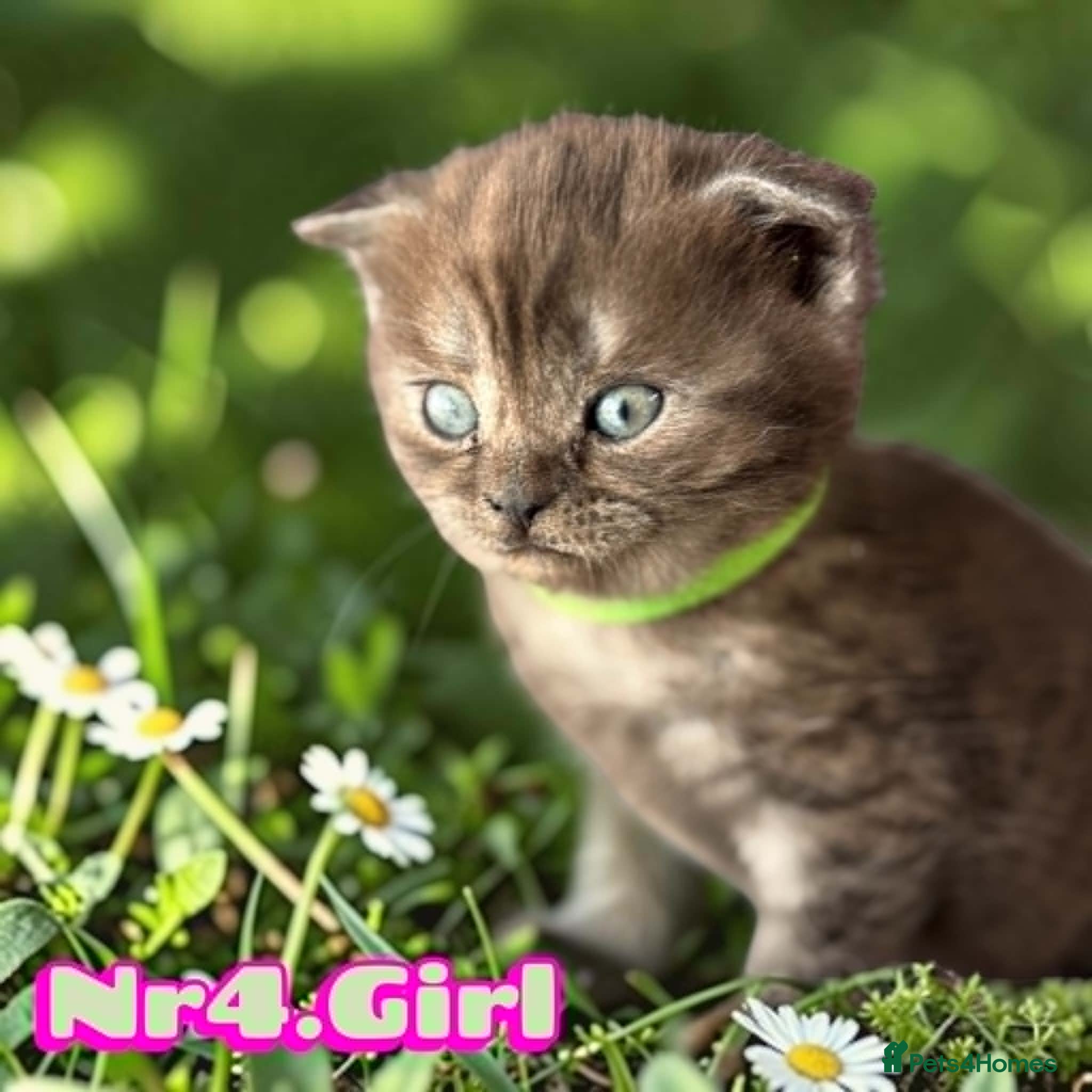 Scottish Fold cats for sale: 6 Pedigree Scottish Fold and Straight Kittens - Advert 13