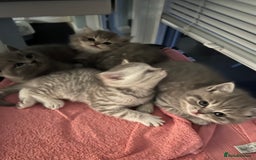 Scottish Fold cats for sale: Scottish fold and Scottish straight kitten - Advert 12