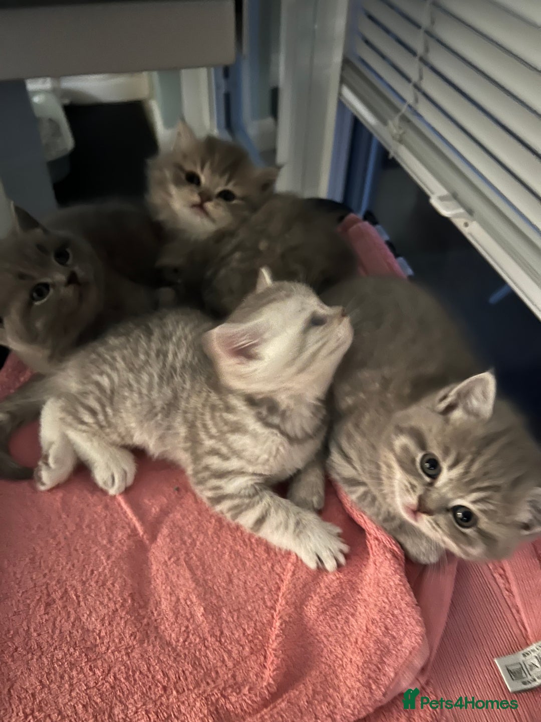 Scottish Fold cats for sale: Scottish fold and Scottish straight kitten - Advert 12
