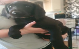 Labradoodle dogs for sale: ☆Ready to leave☆ CHUNKY PUPPIES ☆ - Advert 27