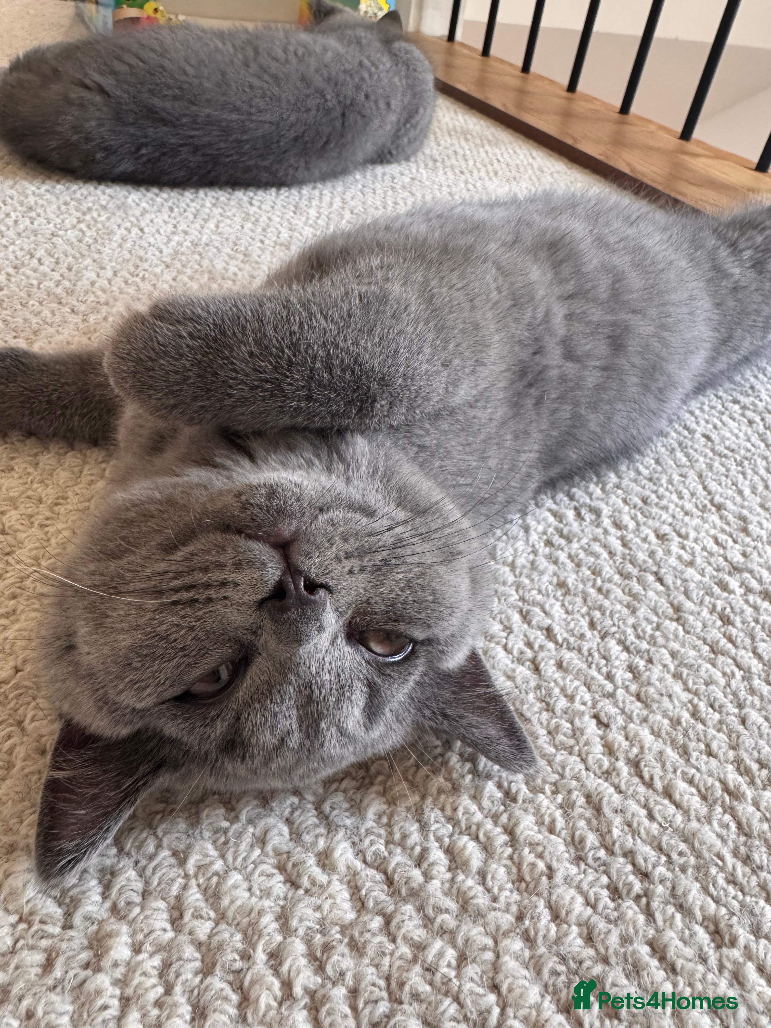 British Shorthair cats Blue British Shorthair kittens GCCF 2 boys ready - Advert 2
