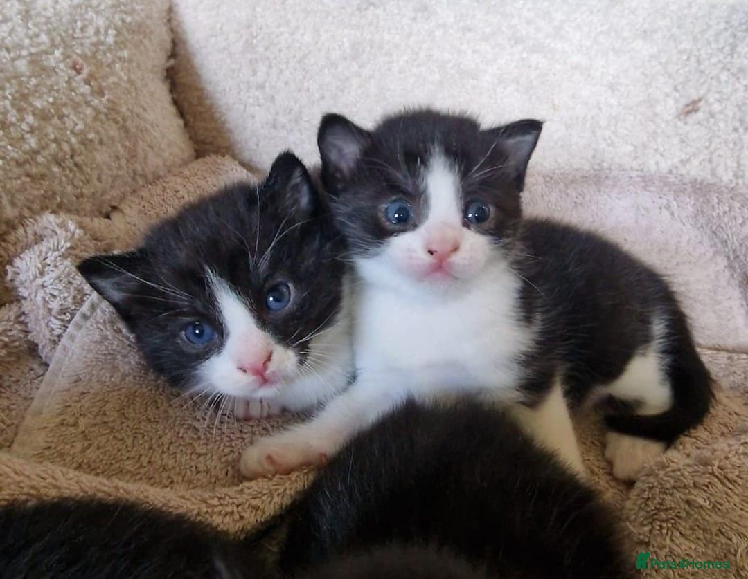 Mixed Breed cats for sale: 4 GORGEOUS BLACK AND WHITE KITTENS - Image 2