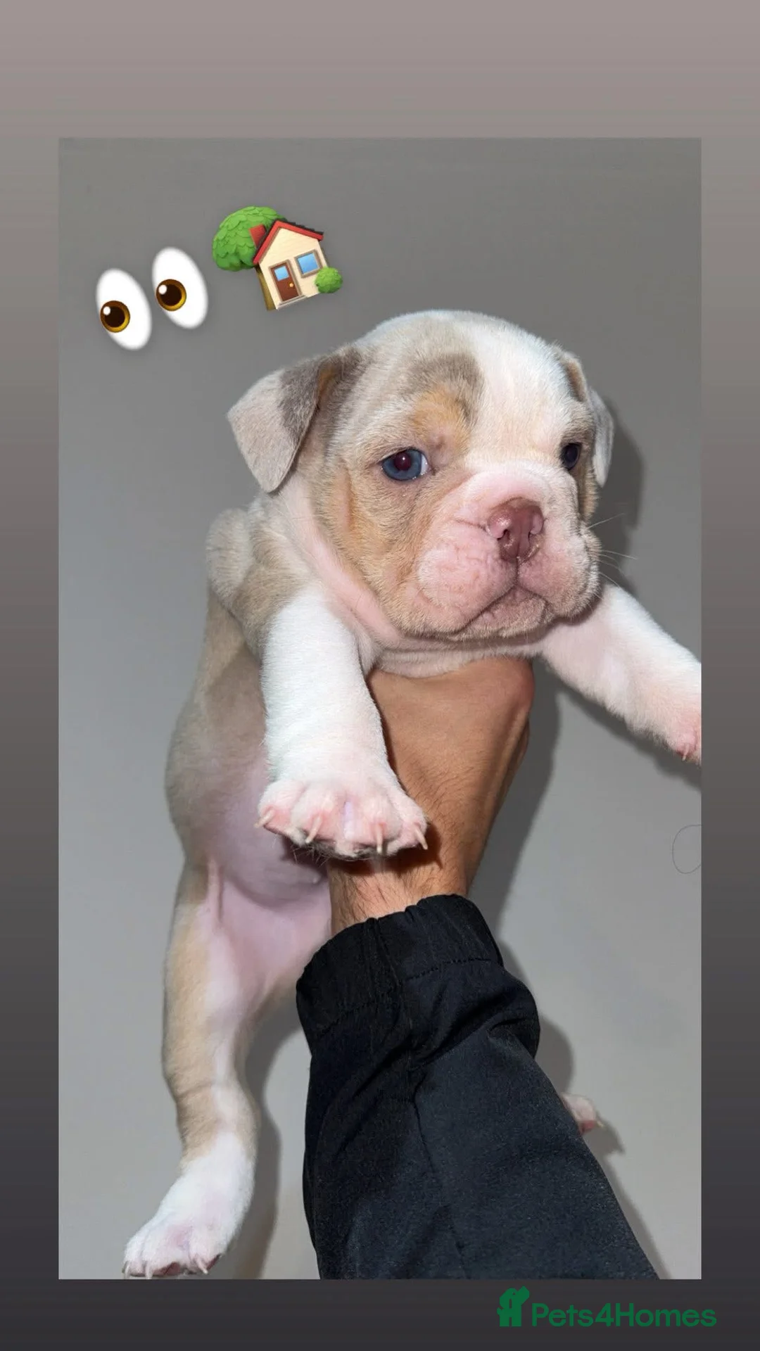 Olde English Bulldogge dogs for sale: Olde English bulldog puppies  - Advert 3
