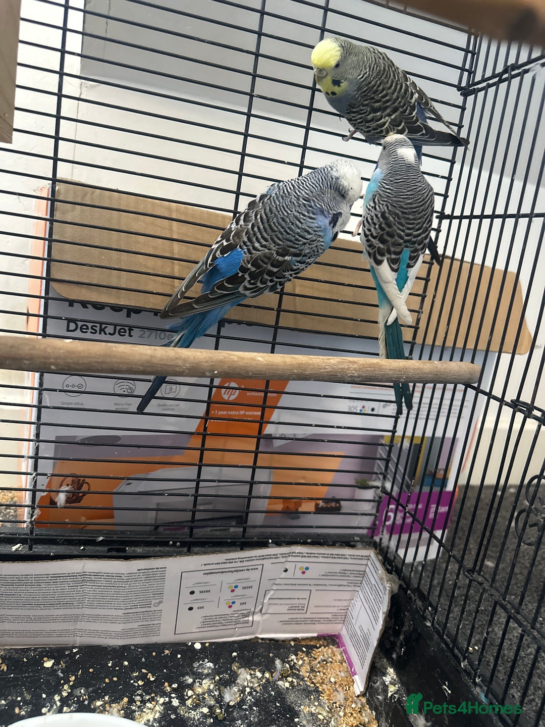 Budgerigars birds for sale: 3 mixed budgies - Advert 2