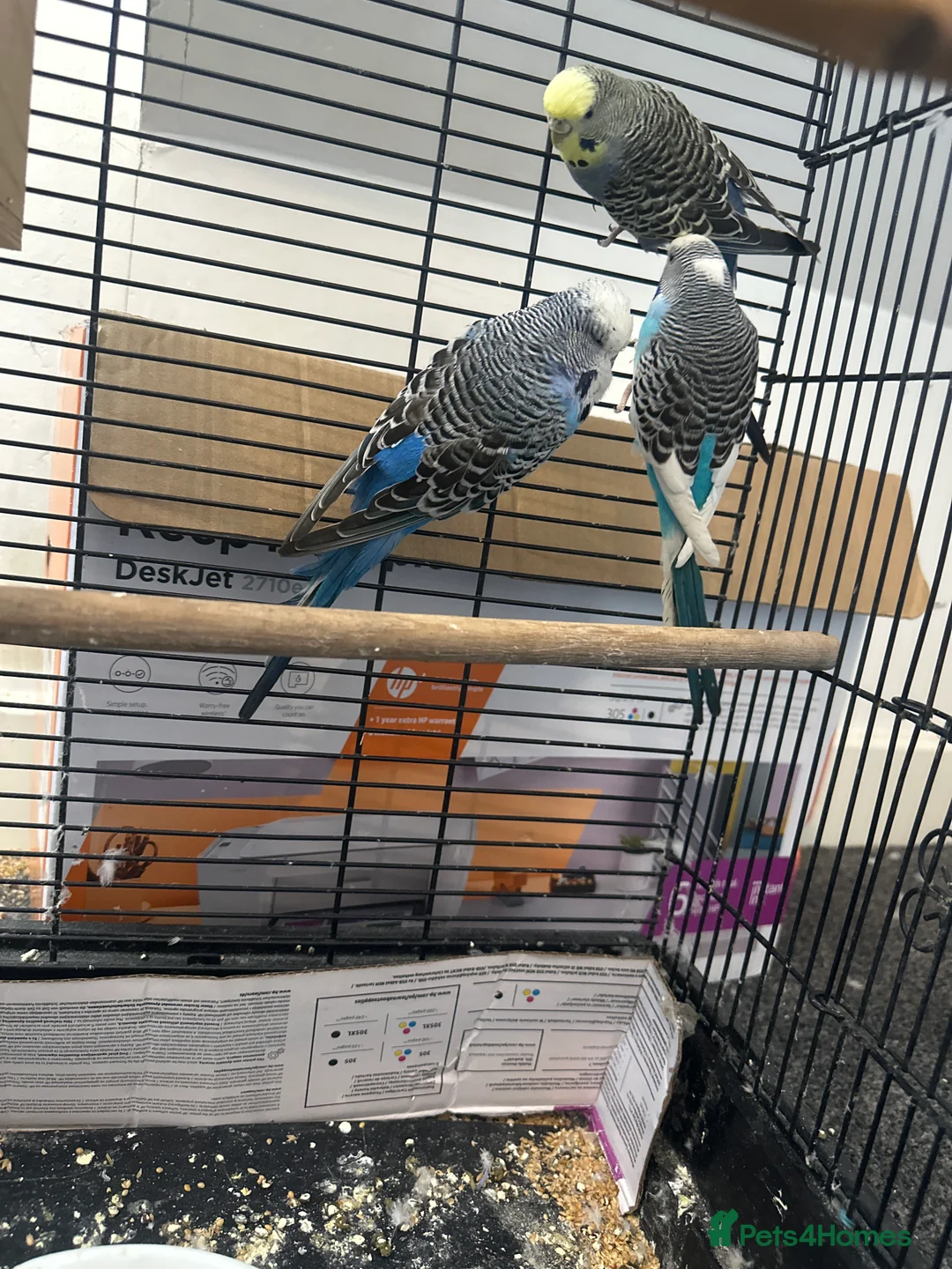 Budgerigars birds for sale: 3 mixed budgies - Advert 2
