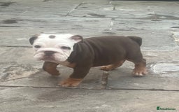English Bulldog dogs for sale: Stunning New England Bulldogs! Ready for new home - Image 18