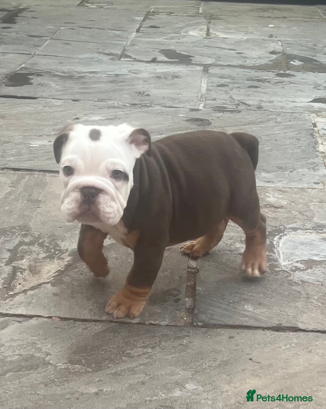 English Bulldog dogs for sale: Stunning New England Bulldogs! Ready for new home - Image 18