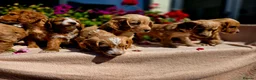 Cockapoo dogs for sale: Hereditary Clear F1 Cockapoos in Doncaster - Advert 4