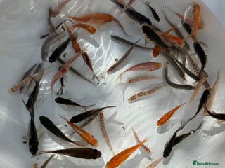 Fancy Goldfish fish - Advert 1