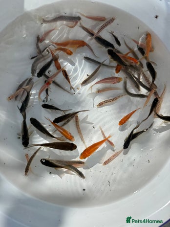 Fancy Goldfish fish - Advert 1