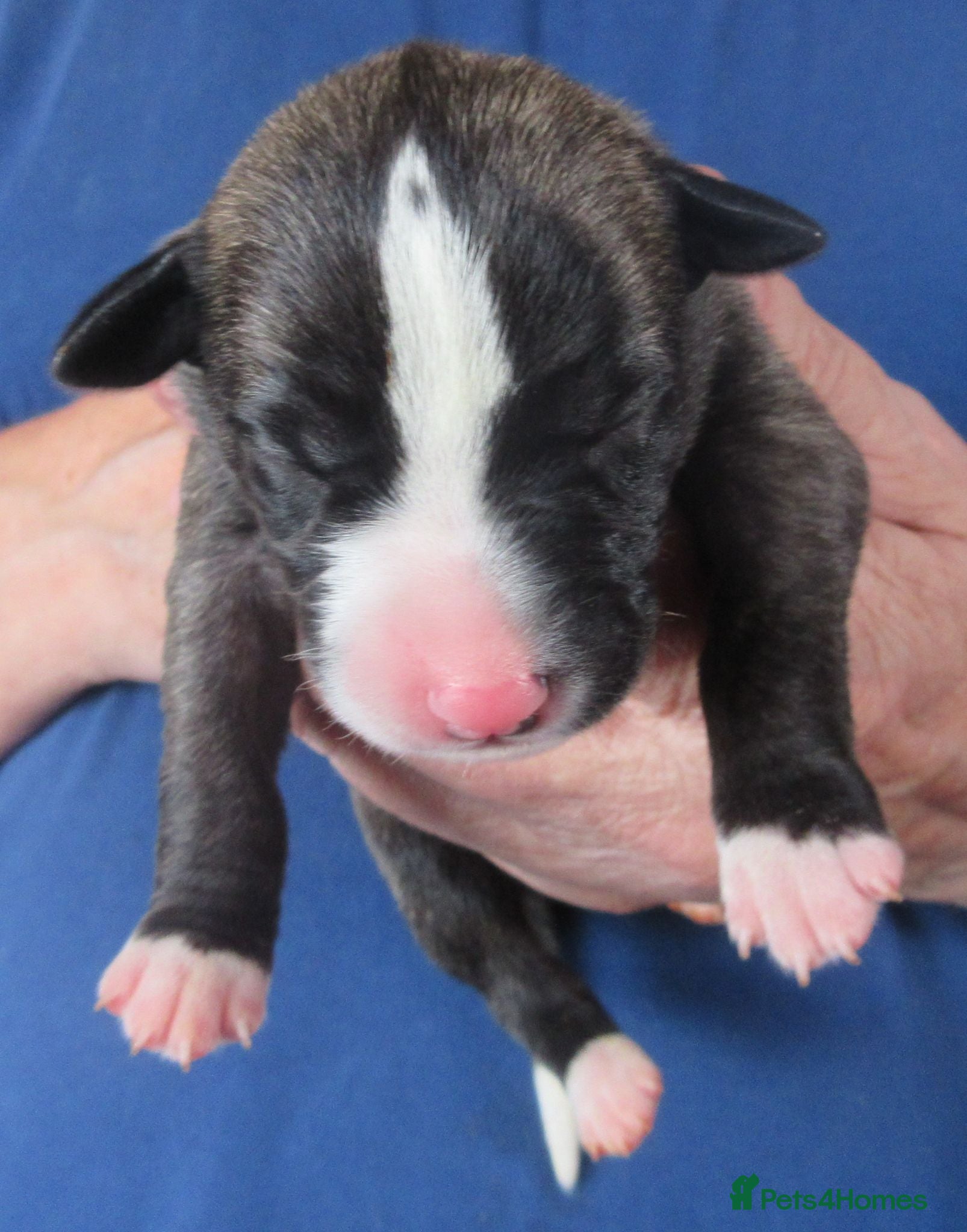 Whippet dogs Celticmoon KC Whippet Puppies - Advert 2