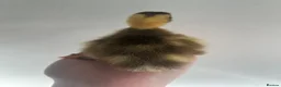 Ducks poultry for sale: Unsexed Indian Runner Ducklings - Advert 8