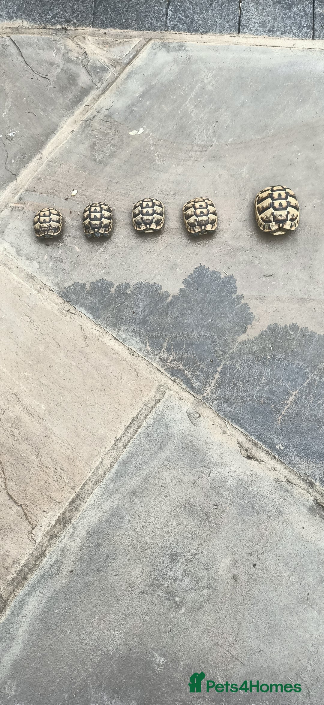 Hermann Tortoise reptiles for sale: 5 Spur Thighed Tortoises  - Image 1