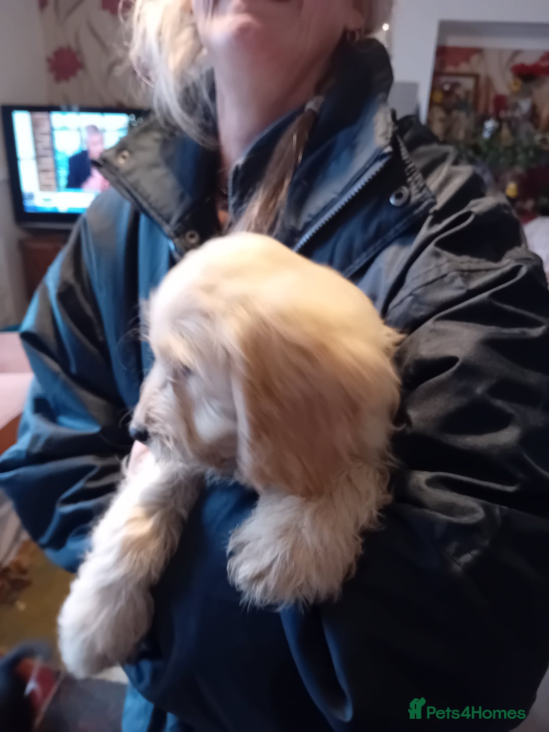 Cockapoo dogs for sale: Cocker × Cockapoo  - Advert 17