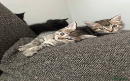 Mixed Breed cats for sale: Kitten’s ready now  - Image 2