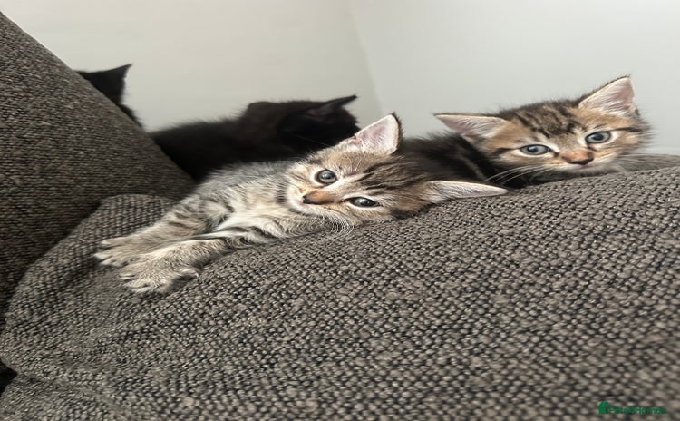 Mixed Breed cats - Advert 4
