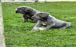 Cane Corso dogs for sale: Kingcanecorso litter, stunning traditional corsos - Advert 2