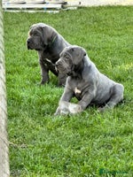 Cane Corso dogs Kingcanecorso litter, stunning traditional corsos - Advert 1