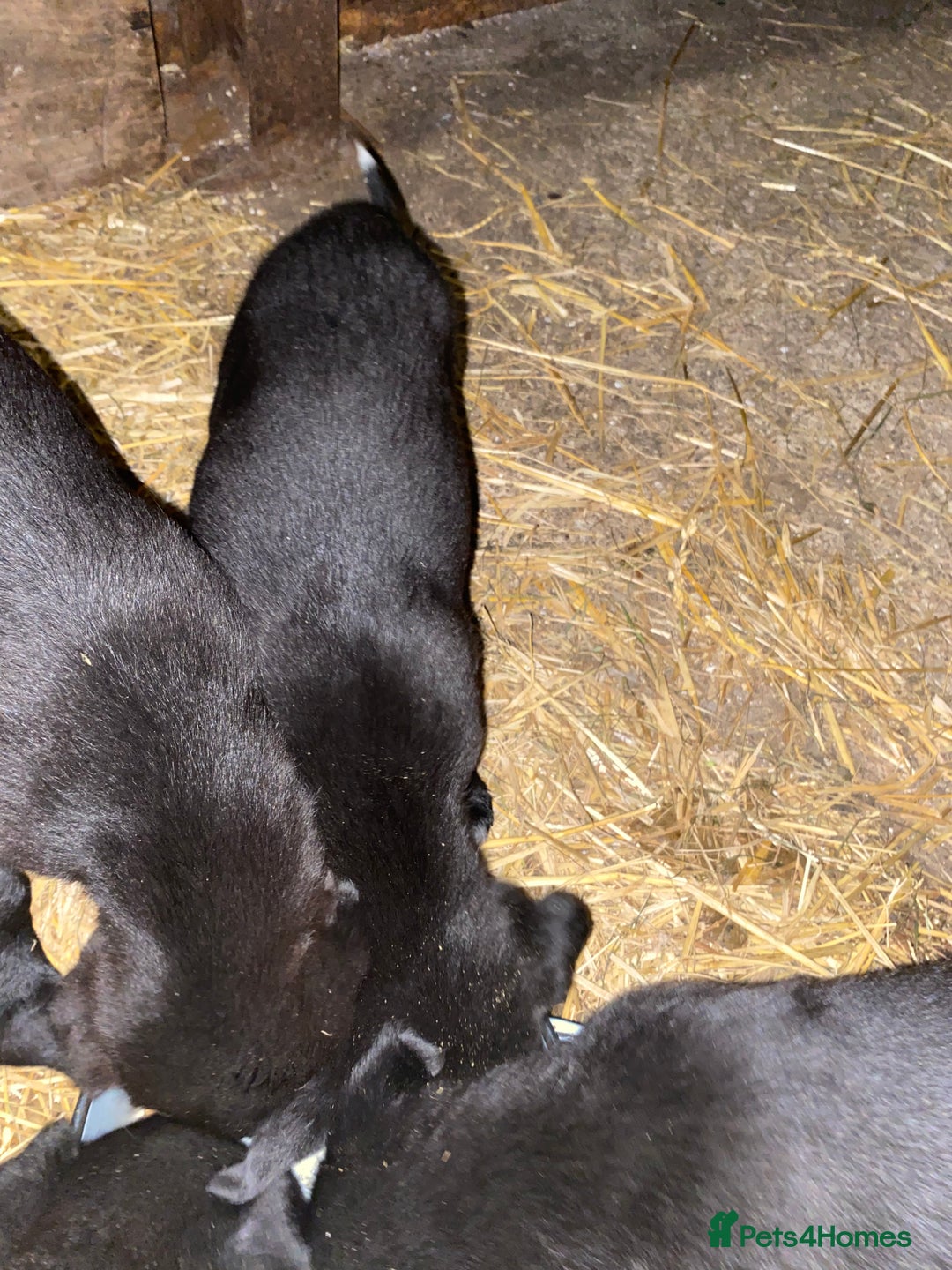 Mixed Breed dogs for sale: One little male Labrador x collie - Advert 23