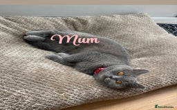 British Shorthair cats for sale: British blue shorthair kittens  - Image 16