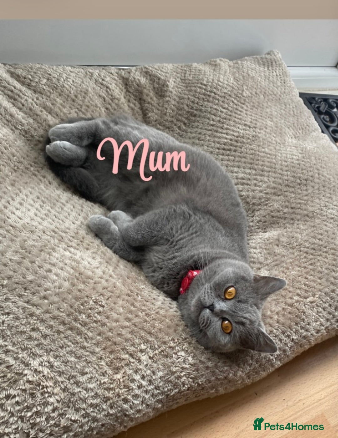 British Shorthair cats for sale: British blue shorthair kittens  - Image 16
