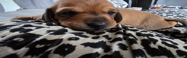 Dachshund 1