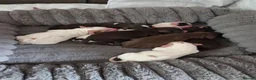 Cocker Spaniel dogs for sale: Cocker spaniel puppies  in Middlesbrough - Advert 10