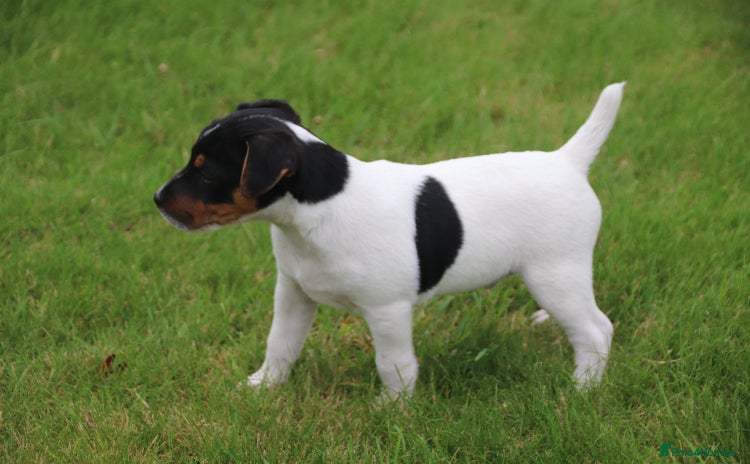 Jack Russell dogs - Advert 9