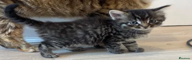 British Shorthair 1
