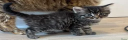 British Shorthair cats for sale: 4 beautiful kittens looking for new homes in Woodbridge - Advert 5