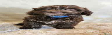 Cockapoo 1 FRED blue collar