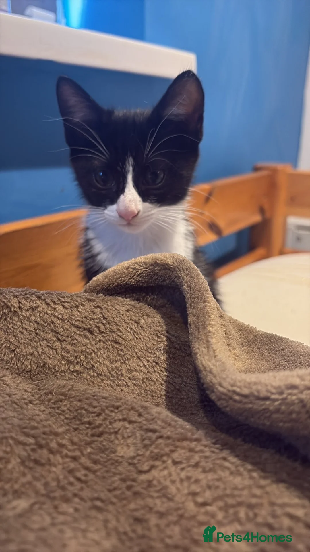 Mixed Breed cats for sale: Boy kitten - Milo - Advert 1