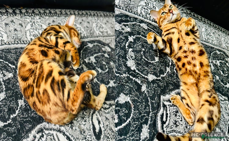 Bengal cats - Advert 2
