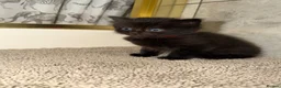 Mixed Breed cats for sale: Fluffy kittens  in Southampton - Advert 10