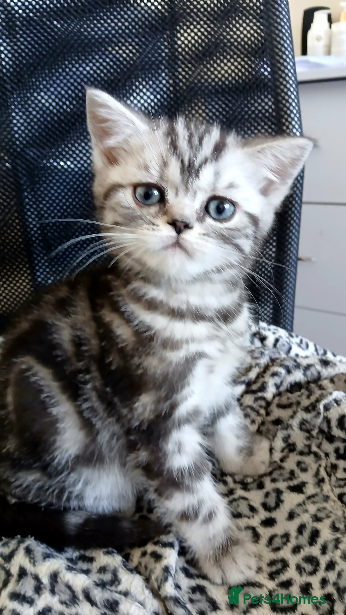 Mixed Breed cats Classic Silver Tabby boy . - Advert 3