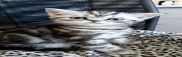 Mixed Breed cats for sale: Classic Silver Tabby boy . - Advert 1