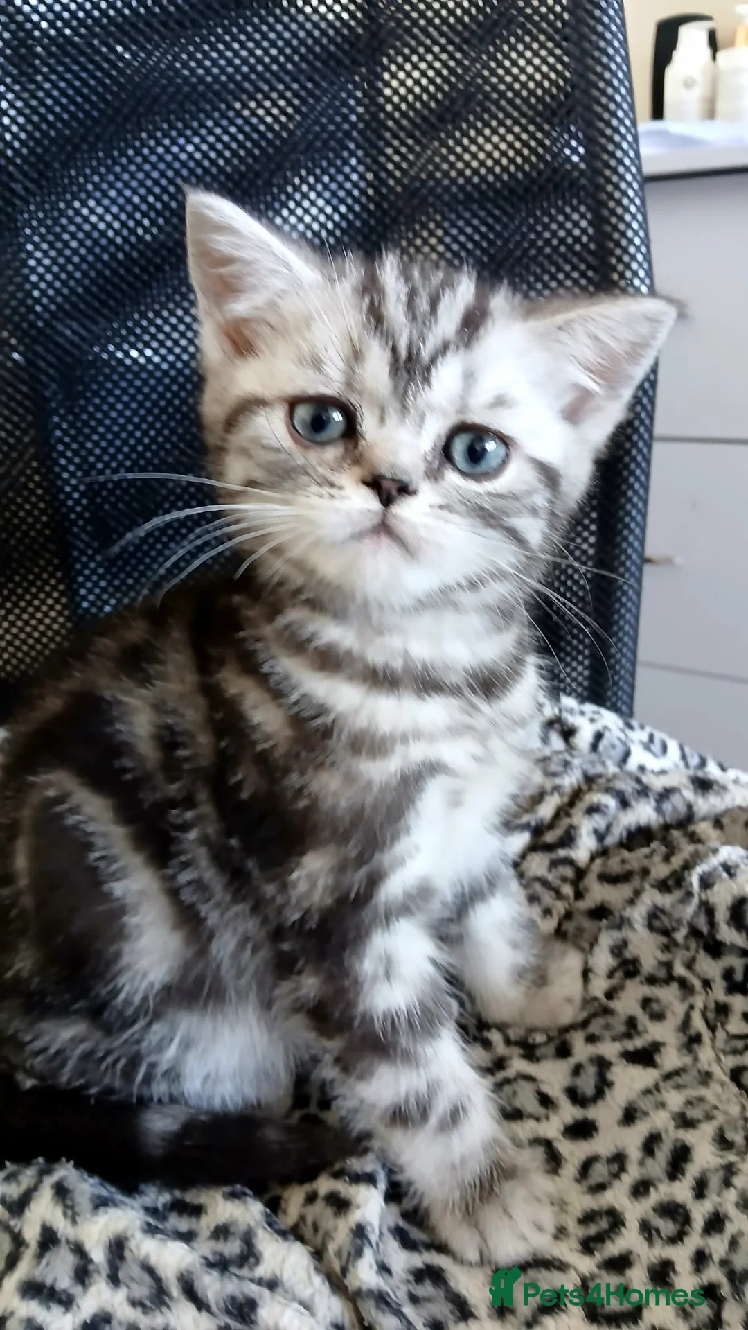 Mixed Breed cats for sale: Classic Silver Tabby boy . - Advert 1