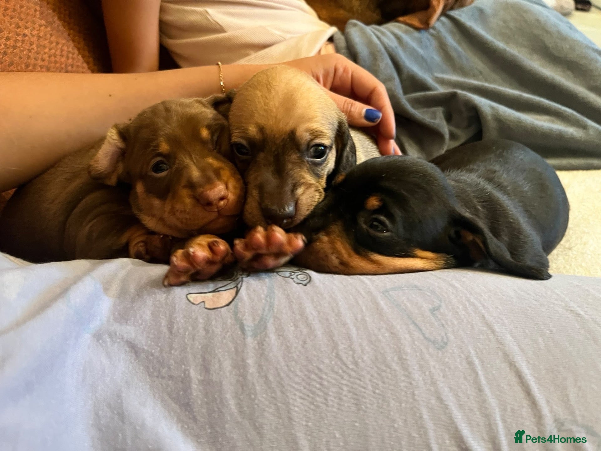 Dachshund dogs Miniature dachshunds - Advert 3