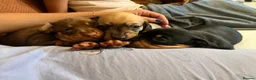 Dachshund dogs for sale: Miniature dachshunds in Derby - Advert 1