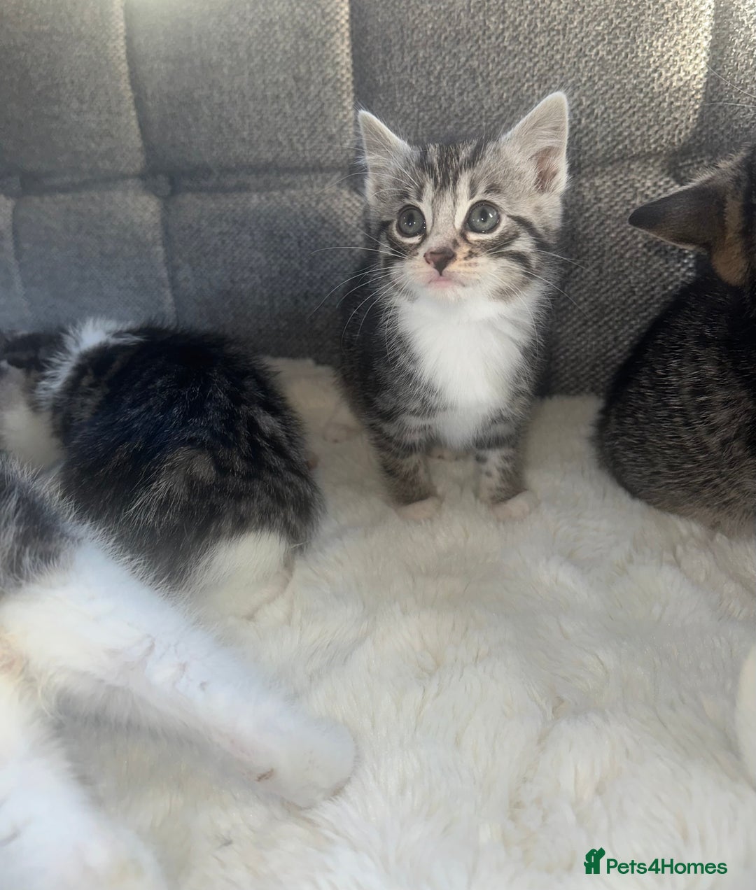 Bengal cats for sale: Bengal X tabby kittens - Advert 10