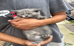 British Shorthair cats for sale: X BSH female grey available  - Image 7