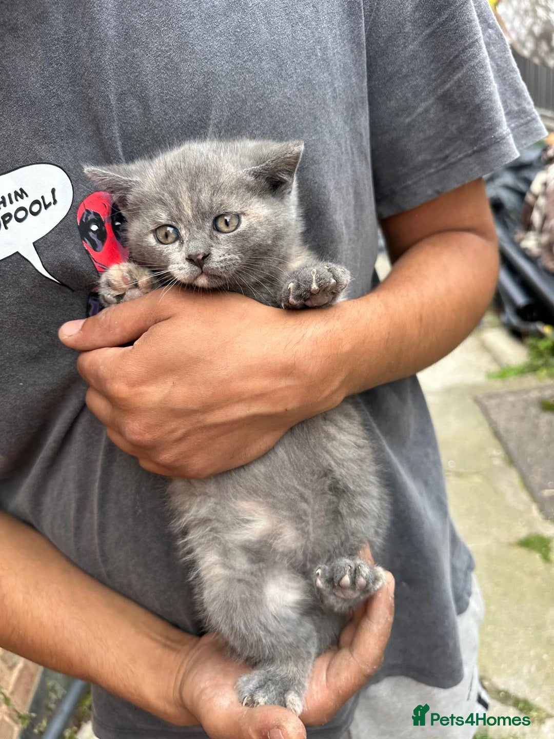 British Shorthair cats for sale: X BSH female grey available  - Image 7