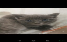 Russian Blue cats for sale: Adorable kittens for sale  - Image 6